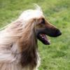 Afghan Hound