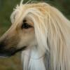 Afghan Hound
