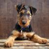 Airedale Terrier