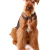 Airedale Terrier