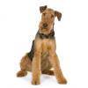 Airedale Terrier