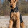 Airedale Terrier