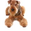 Airedale Terrier