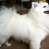 American Eskimo Dog (Miniature)