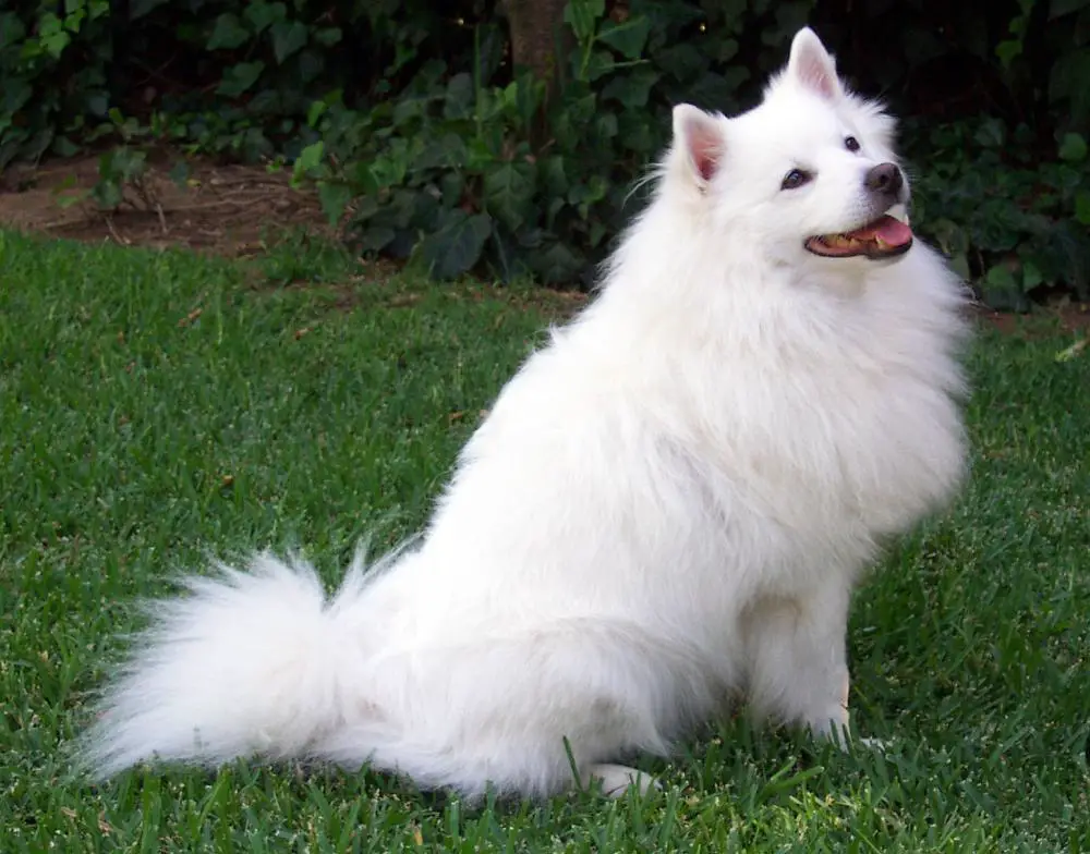 American Eskimo Dog (Standard)