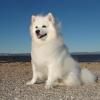 American Eskimo Dog (Standard)