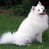 American Eskimo Dog (Standard)