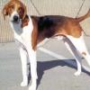 American Foxhound