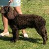 American Water Spaniel