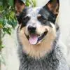 Australian Cattle Dog