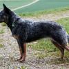 Australian Cattle Dog