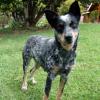 Australian Cattle Dog