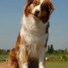 Australian Shepherd