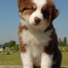 Australian Shepherd