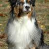 Australian Shepherd