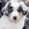 Australian Shepherd