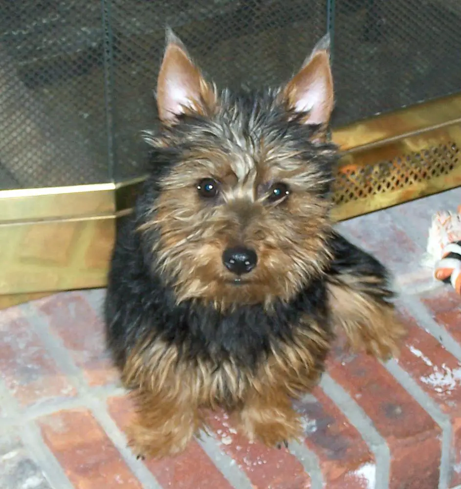 Australian Terrier