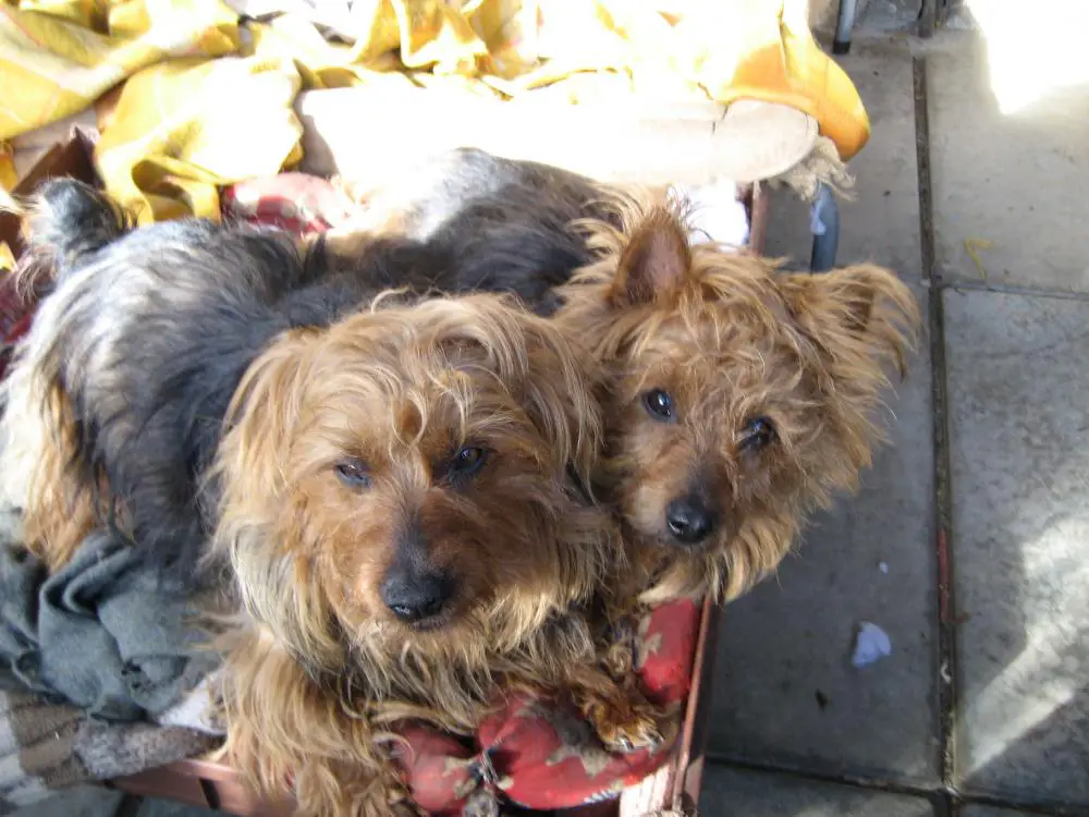 Janis Joplin & Sooki La La