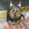 Australian Terrier