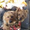 Janis Joplin & Sooki La La