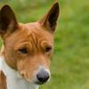 Basenji