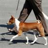 Basenji