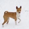 Basenji