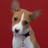 Basenji