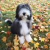 Bearded Collie