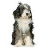 Bearded Collie