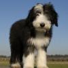 Bearded Collie