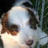 Bearded Collie