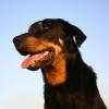 Beauceron