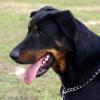 Beauceron