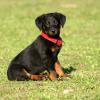 Beauceron