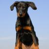 Beauceron