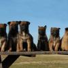 Belgian Malinois