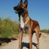 Belgian Malinois