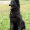 Belgian Sheepdog