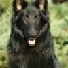 Belgian Sheepdog