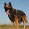 Belgian Tervuren