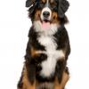 Bernese Mountain Dog