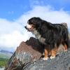 Bernese Mountain Dog