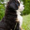 Bernese Mountain Dog