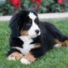 Bernese Mountain Dog