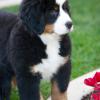 Bernese Mountain Dog