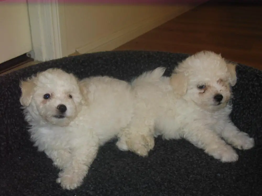 Rwody and Missy
