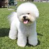 Bichon Frise