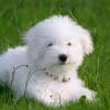 Bichon Frise