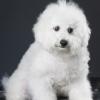 Bichon Frise